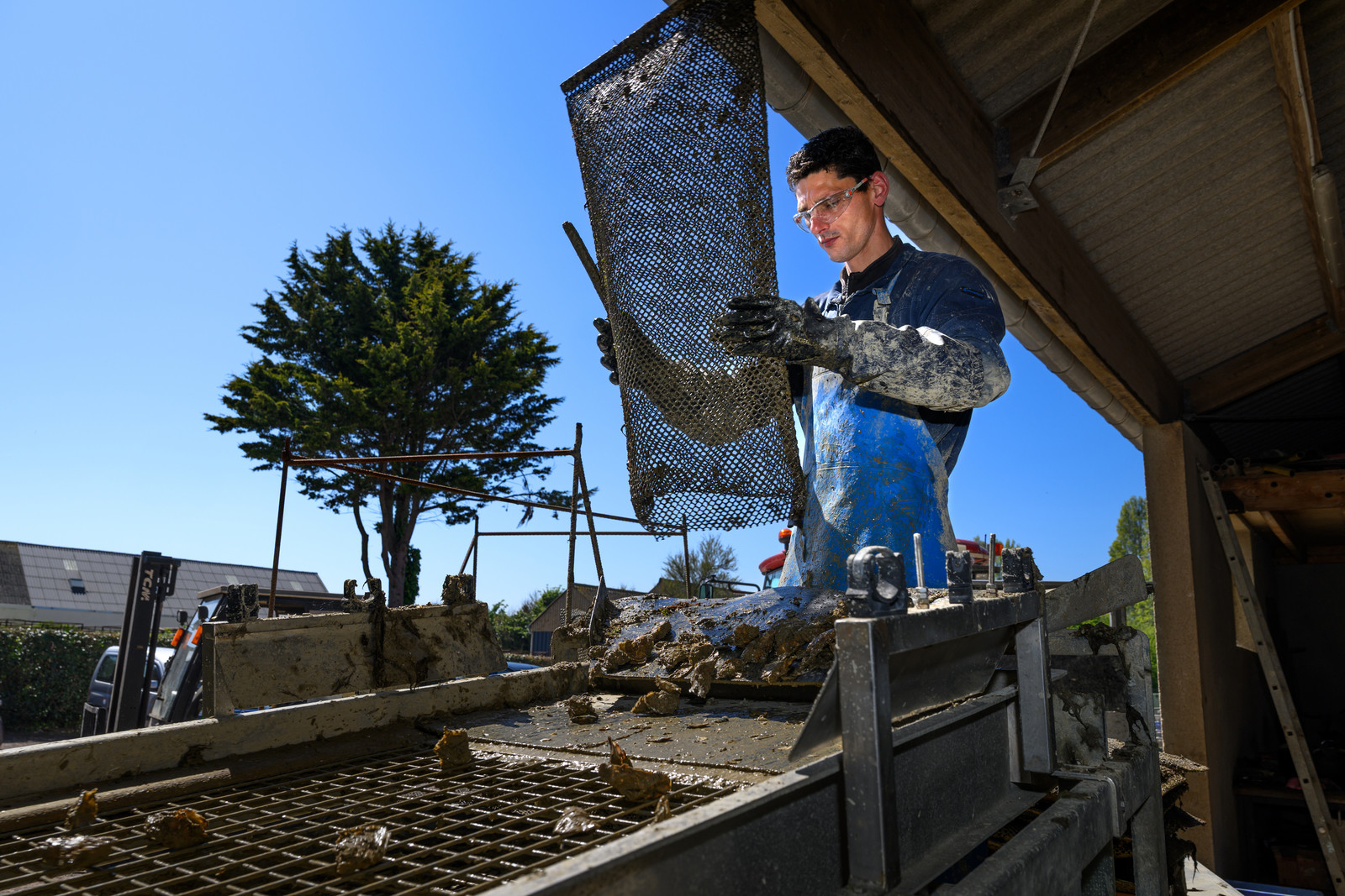 Les huîtres de Saint-Vaast-la-Hougue (Cotentin)