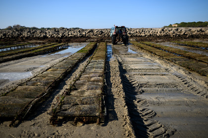 Les huîtres de Saint-Vaast-la-Hougue (Cotentin)