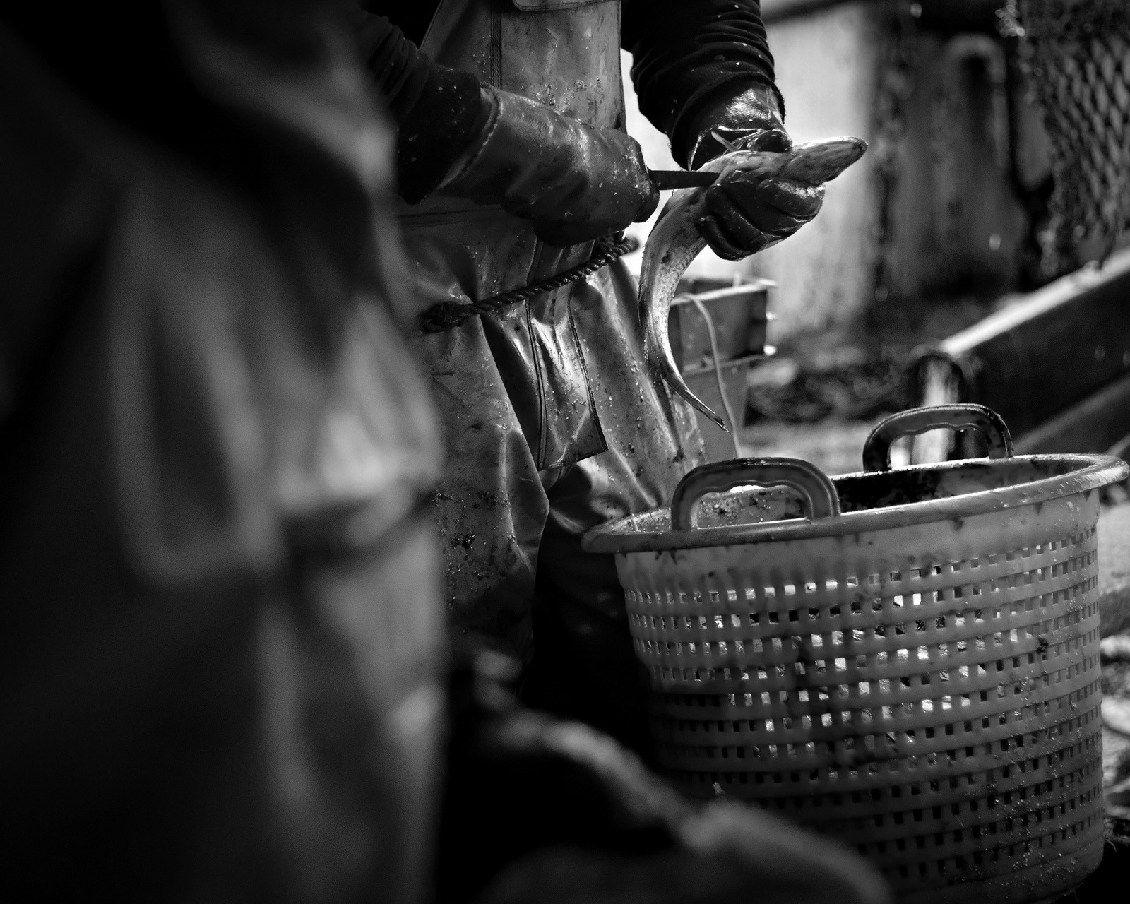 Marin pêcheur.. Deux mots qui suscitent tant de sentiments divers chez les gens de terre... Respect, admiration pour cette liberté, ce courage, mais aussi souvent peur et angoisse. Sont-ils fous ou désepérés pour risquer ainsi leurs vies quotidiennement ? Non, justes passionnés par leur métier, la mer est leur grande histoire d'amour.Le salaire de la peur des forcats de la mer, le journaliste avait raison.Ces photographies réalisées au cours de plusieurs marées à bord du Yannick, chalutier cherbourgeois, vous décrivent l'histoire d'un navire, d'un équipage, d'une famille. Vous embarquez à leurs côtés et découvrez leurs conditions de travail, la tempête, la fatigue, et, au détour d'une image, un sourire.Sophie LeroyDirectice de l'Armement Cherbourgeois