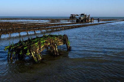 Les huîtres de Saint-Vaast-la-Hougue (Cotentin)