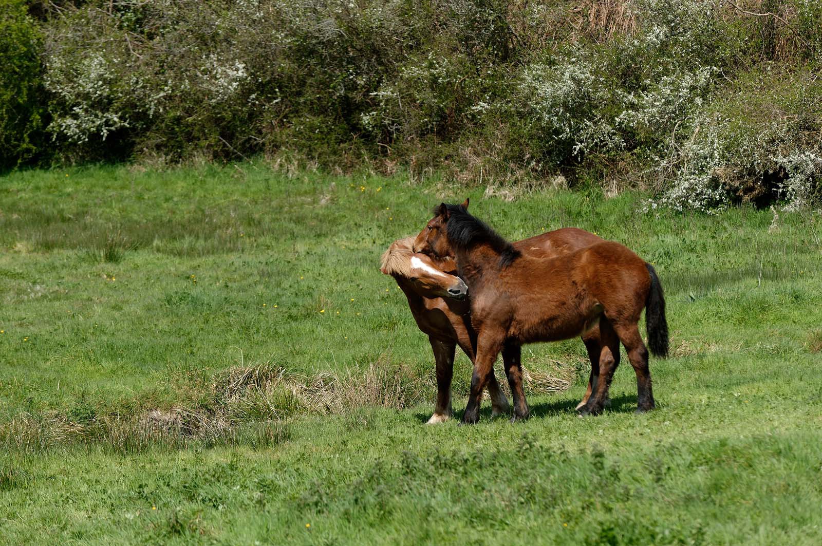 Le village de Vauville fait partie des sites classés de la Hague, Cap Cotentin. Les Pierres Pouquelées, galerie néolithique, sont un témoignage de l'Antiquité.La mare de Vauville est une réserve naturelle. Créée en 1976 c'est l'une des 135 réserves naturelles de France. Géré par le Groupe Ornithologique Normand depuis 1983, c'est un marais d'eau douce protégé de la mer par un étroit cordon dunaire. La mare de Vauville fait 62 ha, il y a plus de 150 espèces d'oiseaux ainsi que de 350 plantes et 16 espèces de batraciens.Un édifice autrefois religieux domine le village. C'est le prieuré de Vauville construit dans les landes, sur le haut d'une colline.Créé par Eric et Nicole Pellerin en 1947, l'exceptionnel jardin botanique du château de Vauville occupe plus de 40 000 m2. Abritant plus de 1000 espèces de l'hémisphère austral, le jardin entoure le château de Vauville dans une ambiance subtropicale tout à fait surprenante.