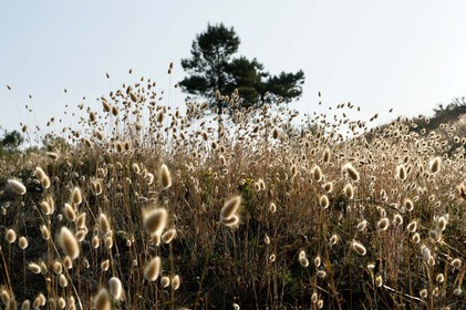 Les dunes de Biville couvrent plus de 700 hectares du littoral de la Hague (Manche), entre le cap de Flamanville et les falaises d’Herqueville. Elles constituent un massif naturel exceptionnel, tant par la qualité de ses paysages que sa richesse botanique.