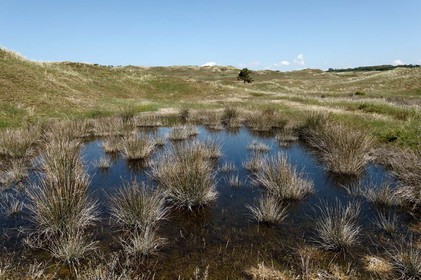 Les dunes de Biville couvrent plus de 700 hectares du littoral de la Hague (Manche), entre le cap de Flamanville et les falaises d’Herqueville. Elles constituent un massif naturel exceptionnel, tant par la qualité de ses paysages que sa richesse botanique.