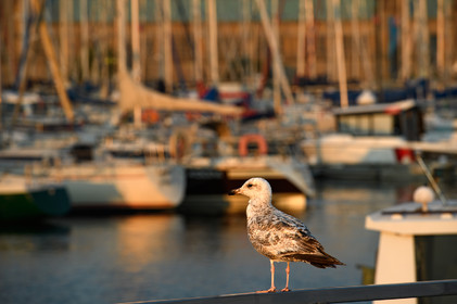 Port Chantereyne [Cherbourg-en-Cotentin Normandie]
