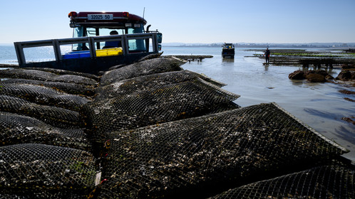 Les huîtres de Saint-Vaast-la-Hougue (Cotentin)