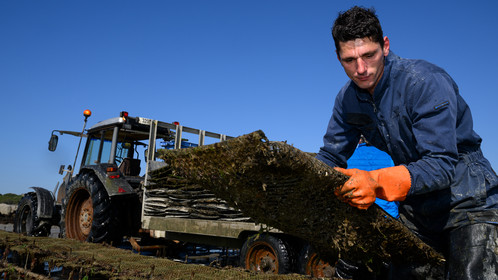 Les huîtres de Saint-Vaast-la-Hougue (Cotentin)