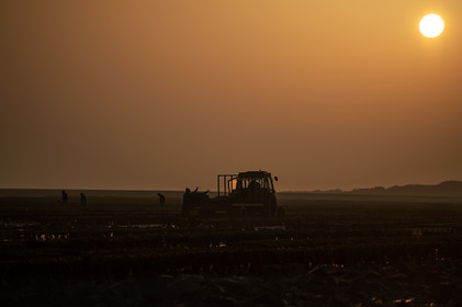 Les parcs à huîtres de Saint-Vaast-la-Hougue (Cotentin)
