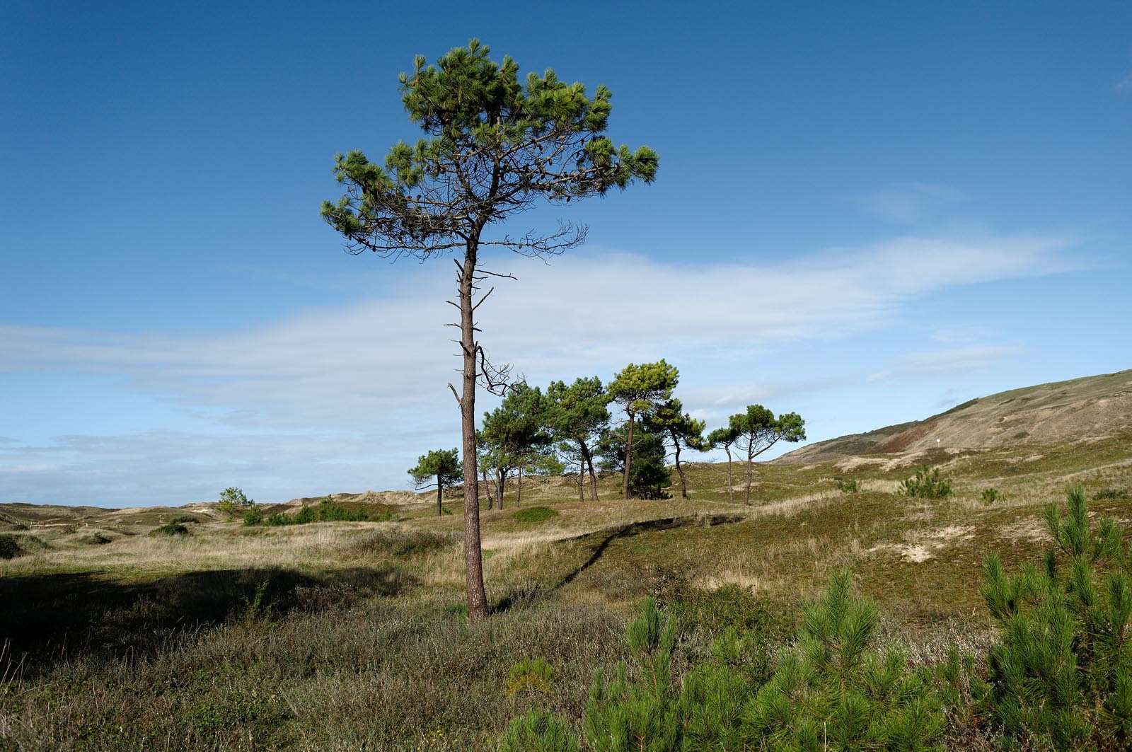 Les dunes de Biville couvrent plus de 700 hectares du littoral de la Hague (Manche), entre le cap de Flamanville et les falaises d’Herqueville. Elles constituent un massif naturel exceptionnel, tant par la qualité de ses paysages que sa richesse botanique.