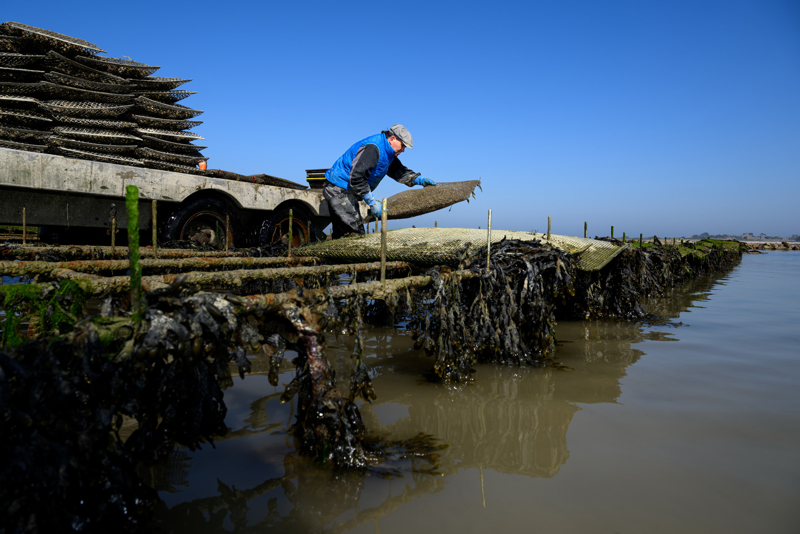 Les huîtres de Saint-Vaast-la-Hougue (Cotentin)