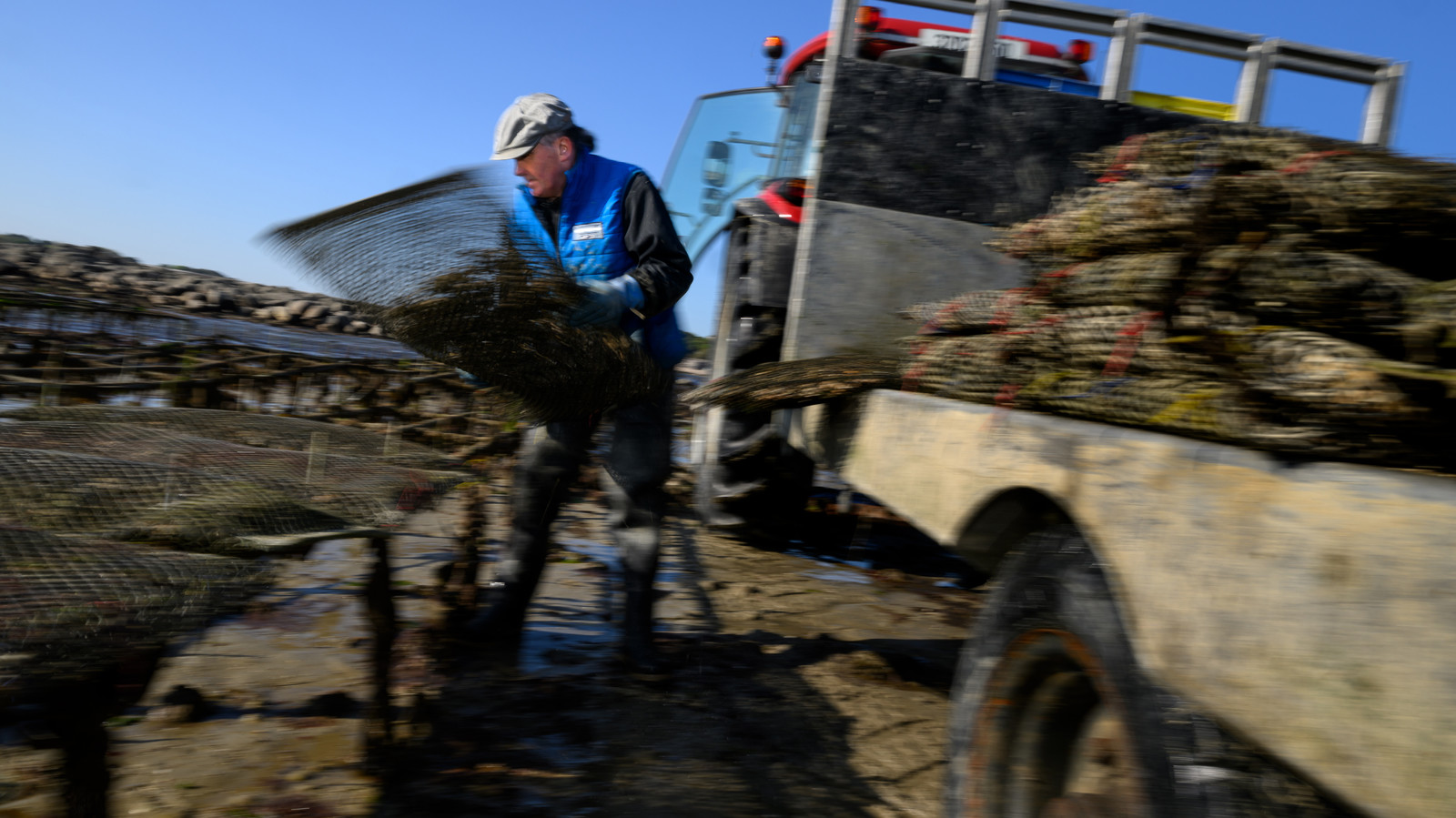 Les huîtres de Saint-Vaast-la-Hougue (Cotentin)