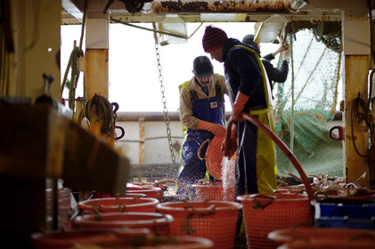 Ce reportage a été réalisé en janvier 2014 à bord du chalutier Marie-Catherine, appartenant à la SARL Armement Cherbourgeois créé en 1999 par Sophie et David LEROY. Cette marée de 7 jours fût assez mouvementée d'une part par la météo très capricieuse, mais également par la difficulté de réaliser les prises de vues. Une sélection de 20 photographies a été présentée lors de la 4ème édition du Festival photo L'Homme et la Mer au Guilvinec (Bretagne) en 2014, ainsi qu'au Musée de Tatihou 'Avis de grand frais (Manche) http:  www.armement-cherbourgeois.fr 