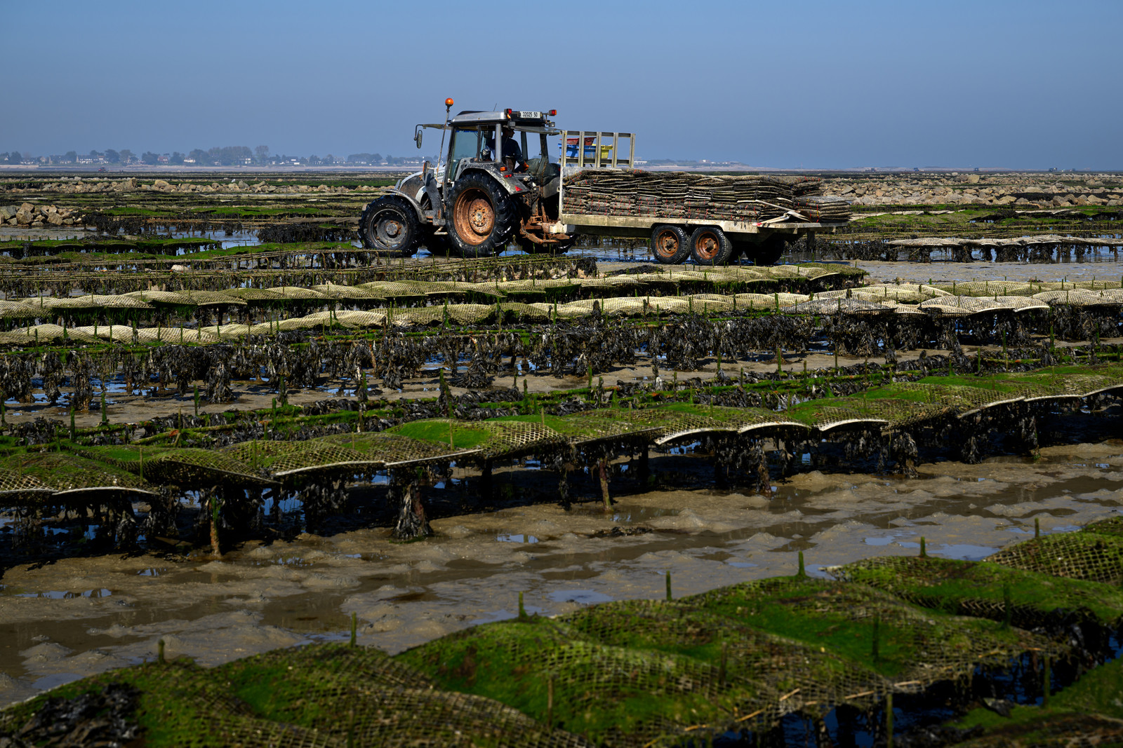 Les huîtres de Saint-Vaast-la-Hougue (Cotentin)