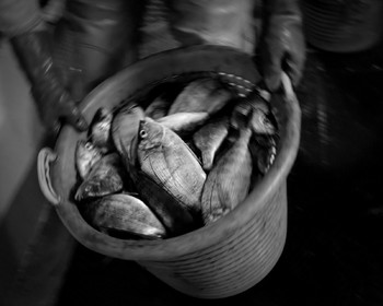 Marin pêcheur.. Deux mots qui suscitent tant de sentiments divers chez les gens de terre... Respect, admiration pour cette liberté, ce courage, mais aussi souvent peur et angoisse. Sont-ils fous ou désepérés pour risquer ainsi leurs vies quotidiennement ? Non, justes passionnés par leur métier, la mer est leur grande histoire d'amour.Le salaire de la peur des forcats de la mer, le journaliste avait raison.Ces photographies réalisées au cours de plusieurs marées à bord du Yannick, chalutier cherbourgeois, vous décrivent l'histoire d'un navire, d'un équipage, d'une famille. Vous embarquez à leurs côtés et découvrez leurs conditions de travail, la tempête, la fatigue, et, au détour d'une image, un sourire.Sophie LeroyDirectice de l'Armement Cherbourgeois
