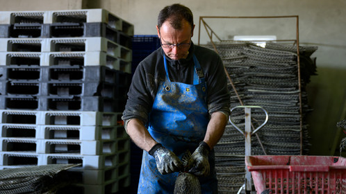 Les huîtres de Saint-Vaast-la-Hougue (Cotentin)