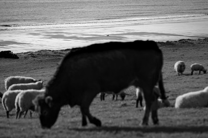 Antoine Soubigou Photographe