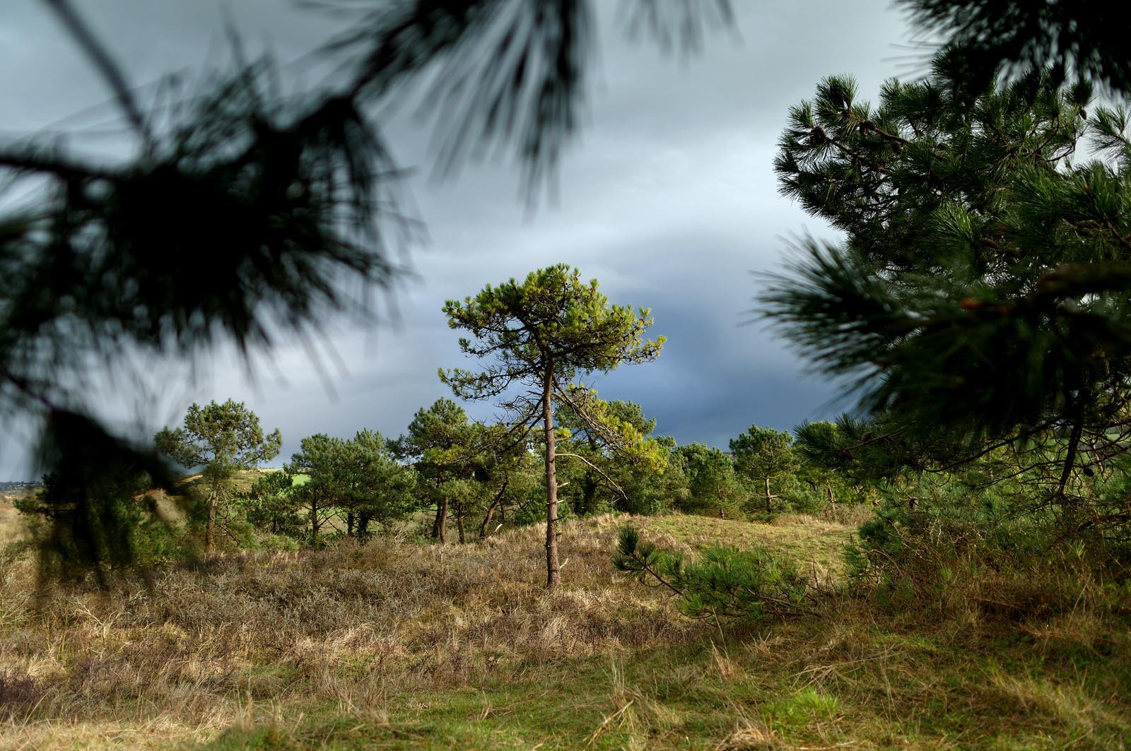 Les dunes de Biville couvrent plus de 700 hectares du littoral de la Hague (Manche), entre le cap de Flamanville et les falaises d’Herqueville. Elles constituent un massif naturel exceptionnel, tant par la qualité de ses paysages que sa richesse botanique.