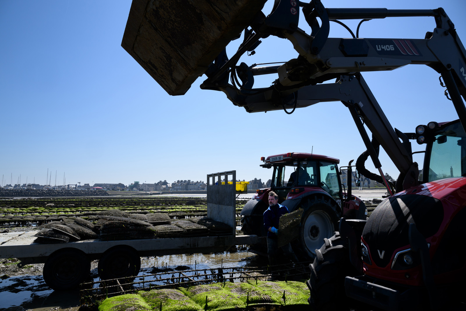 Les huîtres de Saint-Vaast-la-Hougue (Cotentin)
