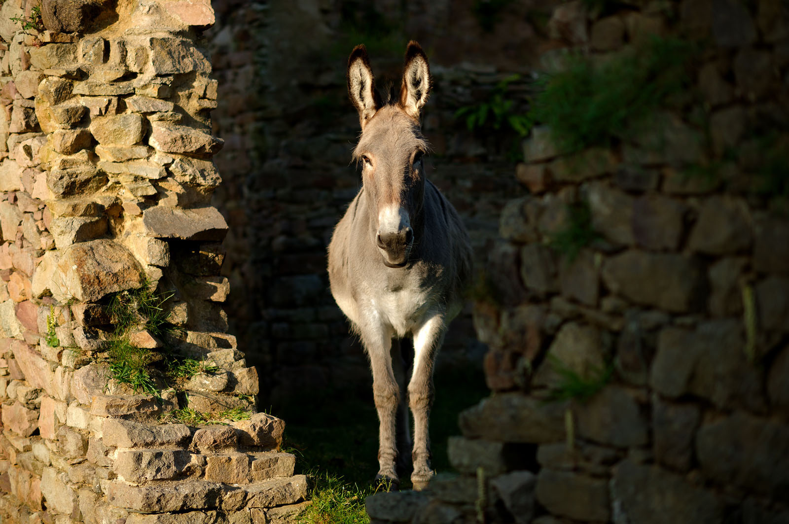Cette petite baie se situe entre Landemer et le port d'Omonville-la-Rogue (Manche) sur le sentier des Douaniers.