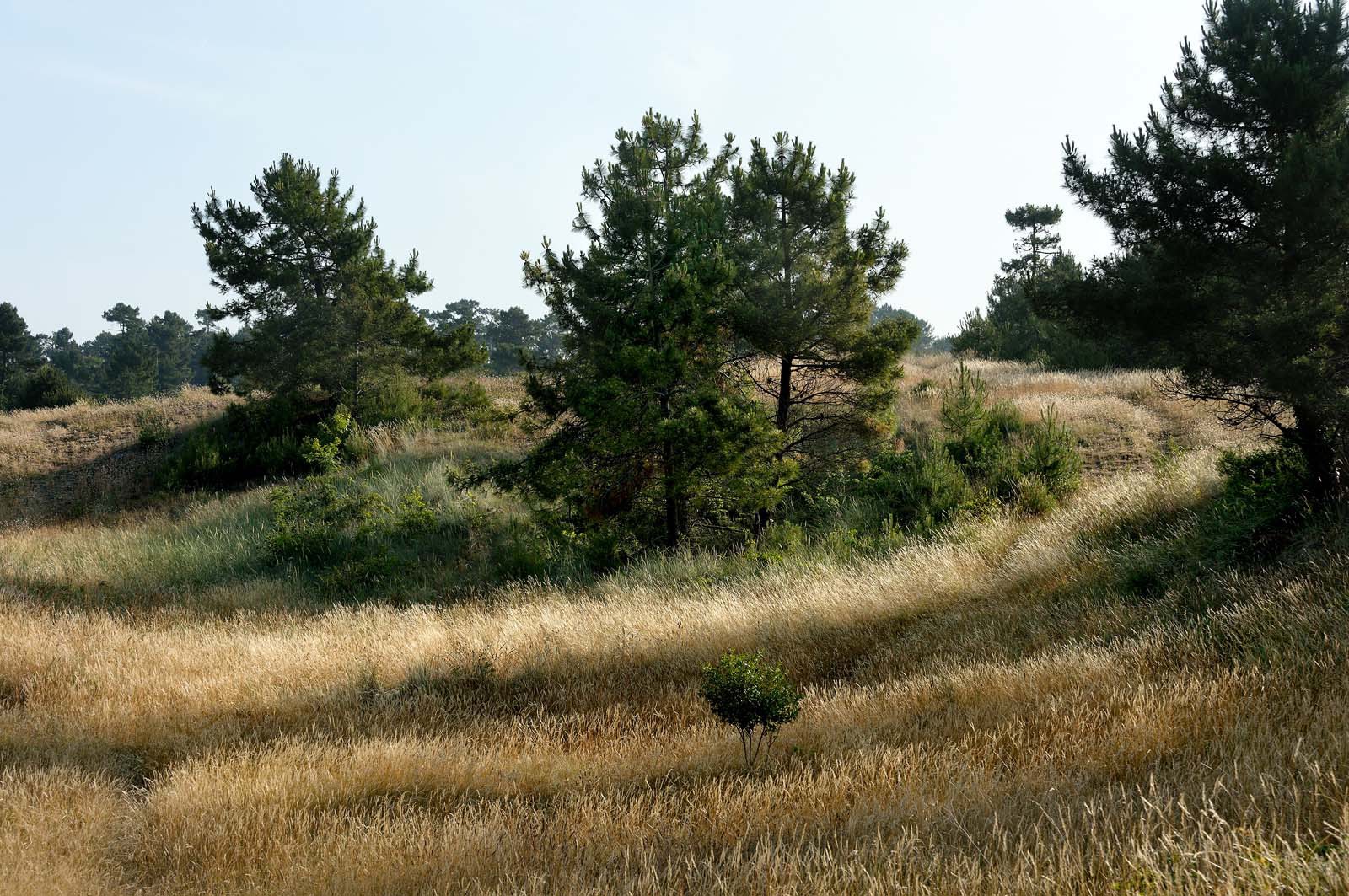 Les dunes de Biville couvrent plus de 700 hectares du littoral de la Hague (Manche), entre le cap de Flamanville et les falaises d’Herqueville. Elles constituent un massif naturel exceptionnel, tant par la qualité de ses paysages que sa richesse botanique.