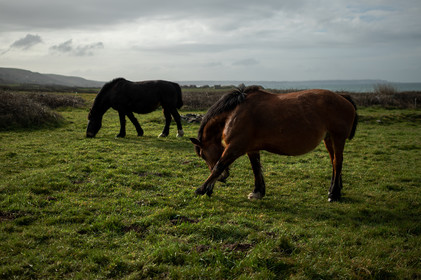La Presqu'île du Cotentin