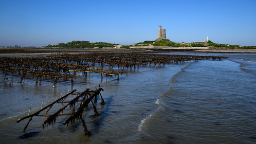 Les huîtres de Saint-Vaast-la-Hougue (Cotentin)