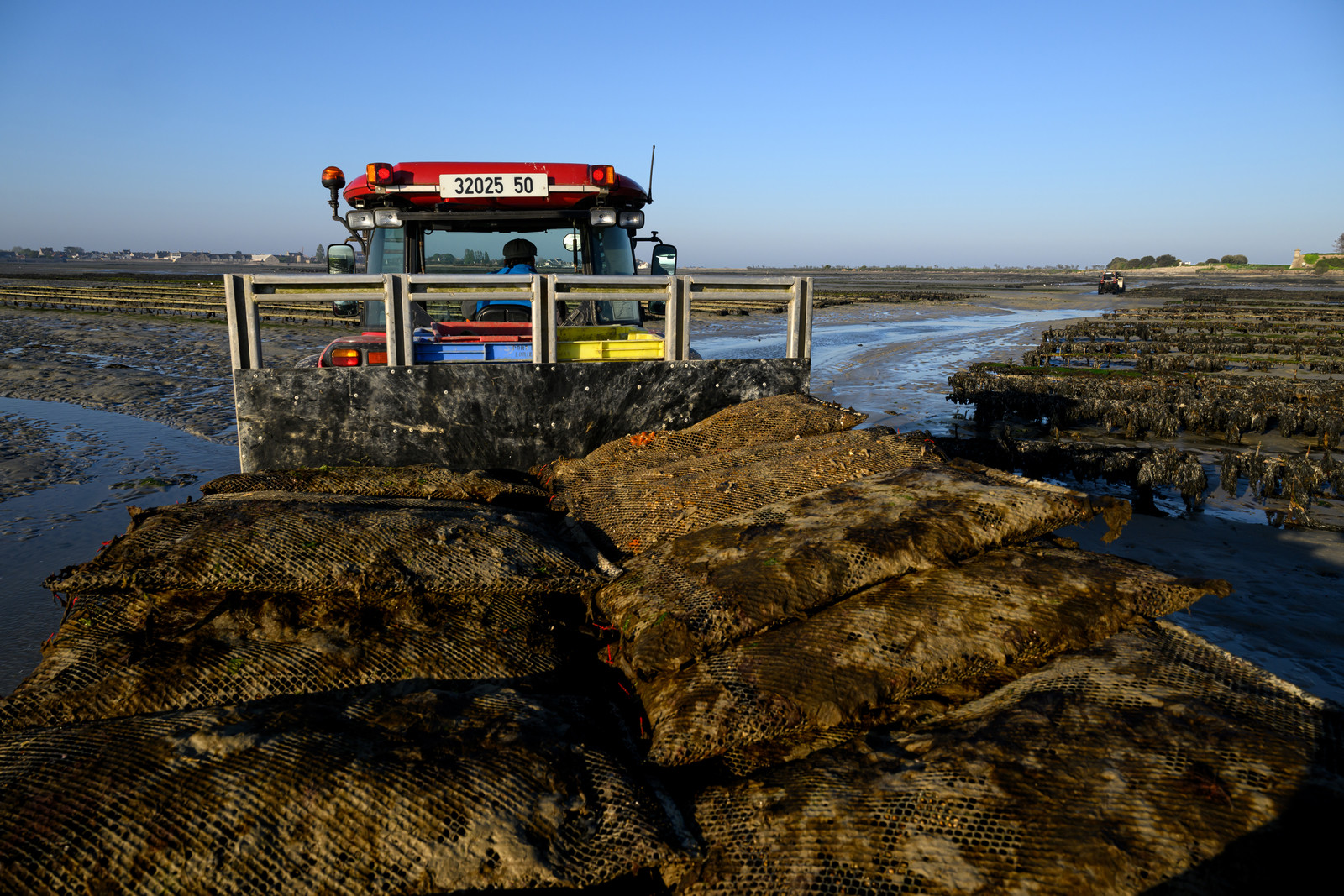 Les huîtres de Saint-Vaast-la-Hougue (Cotentin)