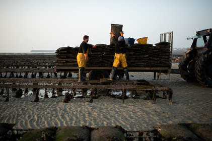 Les parcs à huîtres de Saint-Vaast-la-Hougue (Cotentin)