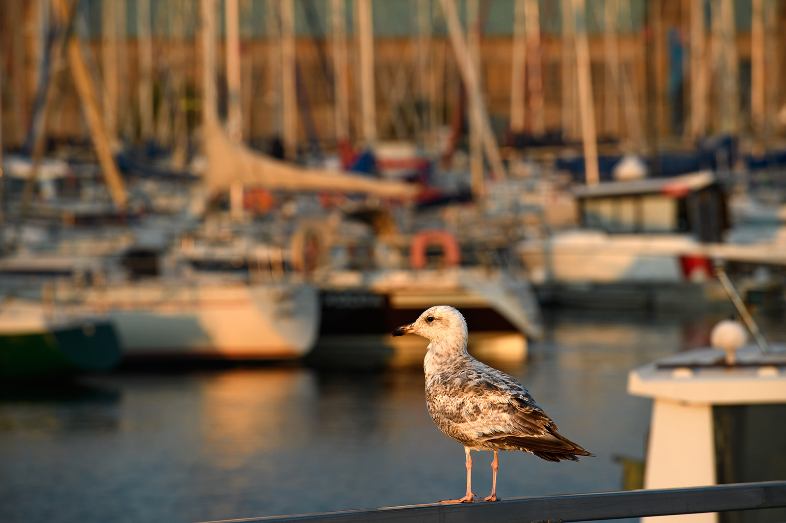 Port Chantereyne [Cherbourg-en-Cotentin Normandie]