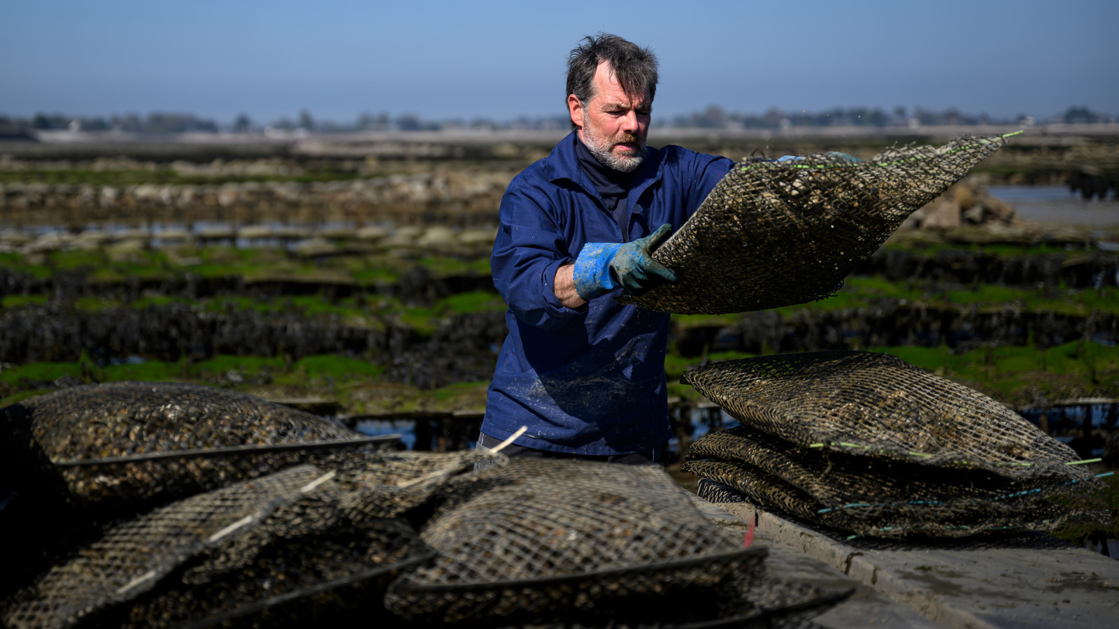 Les huîtres de Saint-Vaast-la-Hougue (Cotentin)