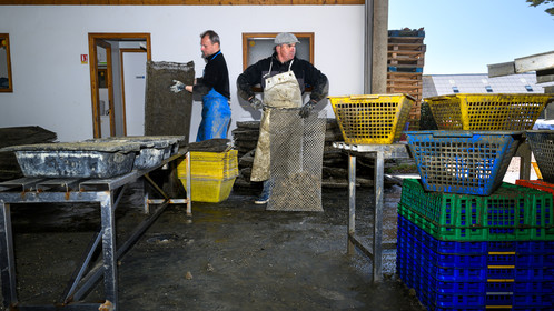 Les huîtres de Saint-Vaast-la-Hougue (Cotentin)