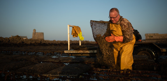 Les parcs à huîtres de Saint-Vaast-la-Hougue (Cotentin)