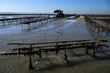 Les huîtres de Saint-Vaast-la-Hougue (Cotentin)