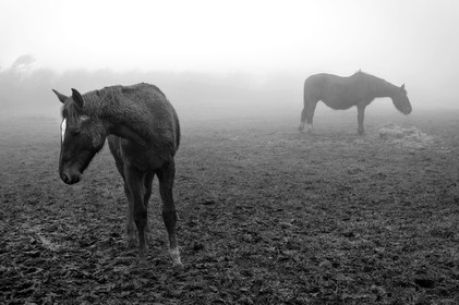 Antoine Soubigou Photographe
