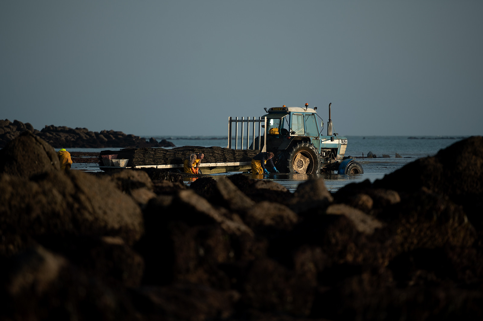 Les parcs à huîtres de Saint-Vaast-la-Hougue (Cotentin)