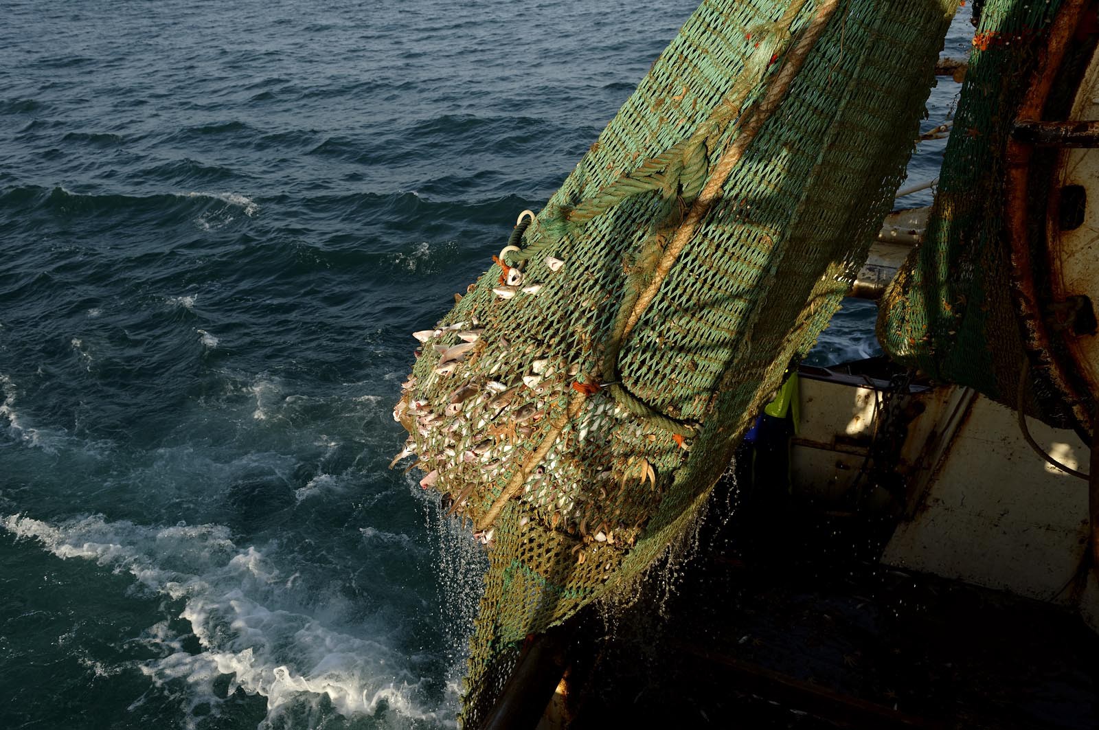 Ce reportage a été réalisé en janvier 2014 à bord du chalutier Marie-Catherine, appartenant à la SARL Armement Cherbourgeois créé en 1999 par Sophie et David LEROY. Cette marée de 7 jours fût assez mouvementée d'une part par la météo très capricieuse, mais également par la difficulté de réaliser les prises de vues. Une sélection de 20 photographies a été présentée lors de la 4ème édition du Festival photo L'Homme et la Mer au Guilvinec (Bretagne) en 2014, ainsi qu'au Musée de Tatihou 'Avis de grand frais (Manche) http:  www.armement-cherbourgeois.fr 