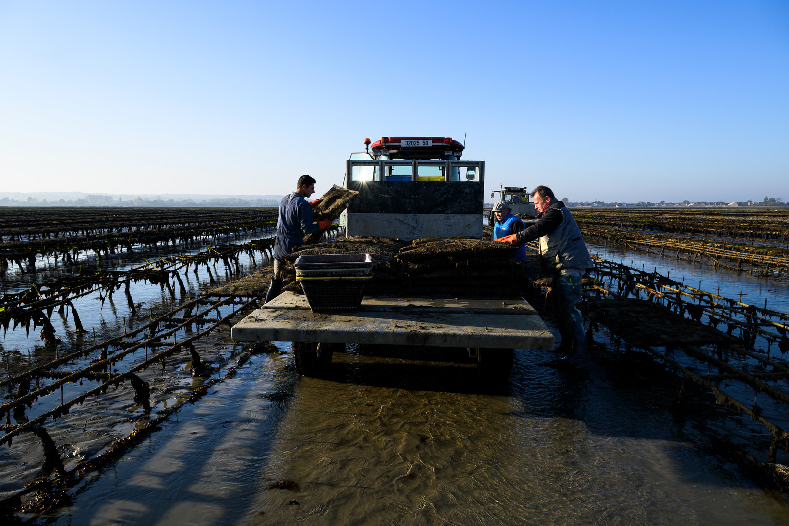 Les huîtres de Saint-Vaast-la-Hougue (Cotentin)