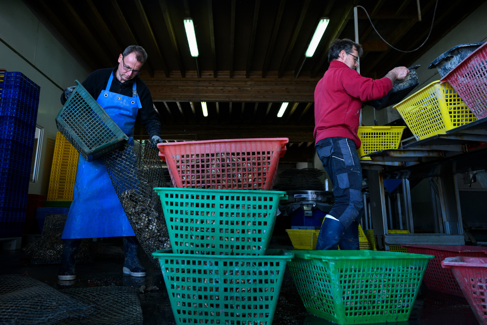 Les huîtres de Saint-Vaast-la-Hougue (Cotentin)