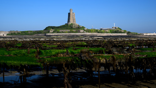 Les huîtres de Saint-Vaast-la-Hougue (Cotentin)