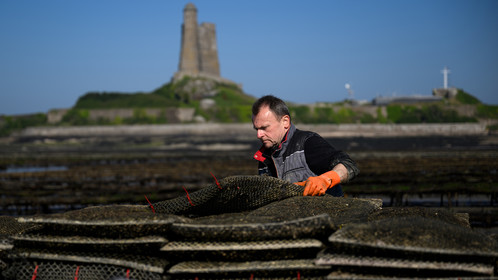 Les huîtres de Saint-Vaast-la-Hougue (Cotentin)