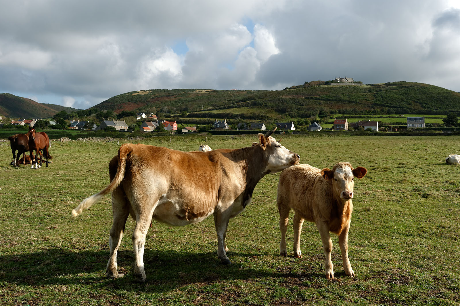 Le village de Vauville fait partie des sites classés de la Hague, Cap Cotentin. Les Pierres Pouquelées, galerie néolithique, sont un témoignage de l'Antiquité.La mare de Vauville est une réserve naturelle. Créée en 1976 c'est l'une des 135 réserves naturelles de France. Géré par le Groupe Ornithologique Normand depuis 1983, c'est un marais d'eau douce protégé de la mer par un étroit cordon dunaire. La mare de Vauville fait 62 ha, il y a plus de 150 espèces d'oiseaux ainsi que de 350 plantes et 16 espèces de batraciens.Un édifice autrefois religieux domine le village. C'est le prieuré de Vauville construit dans les landes, sur le haut d'une colline.Créé par Eric et Nicole Pellerin en 1947, l'exceptionnel jardin botanique du château de Vauville occupe plus de 40 000 m2. Abritant plus de 1000 espèces de l'hémisphère austral, le jardin entoure le château de Vauville dans une ambiance subtropicale tout à fait surprenante.