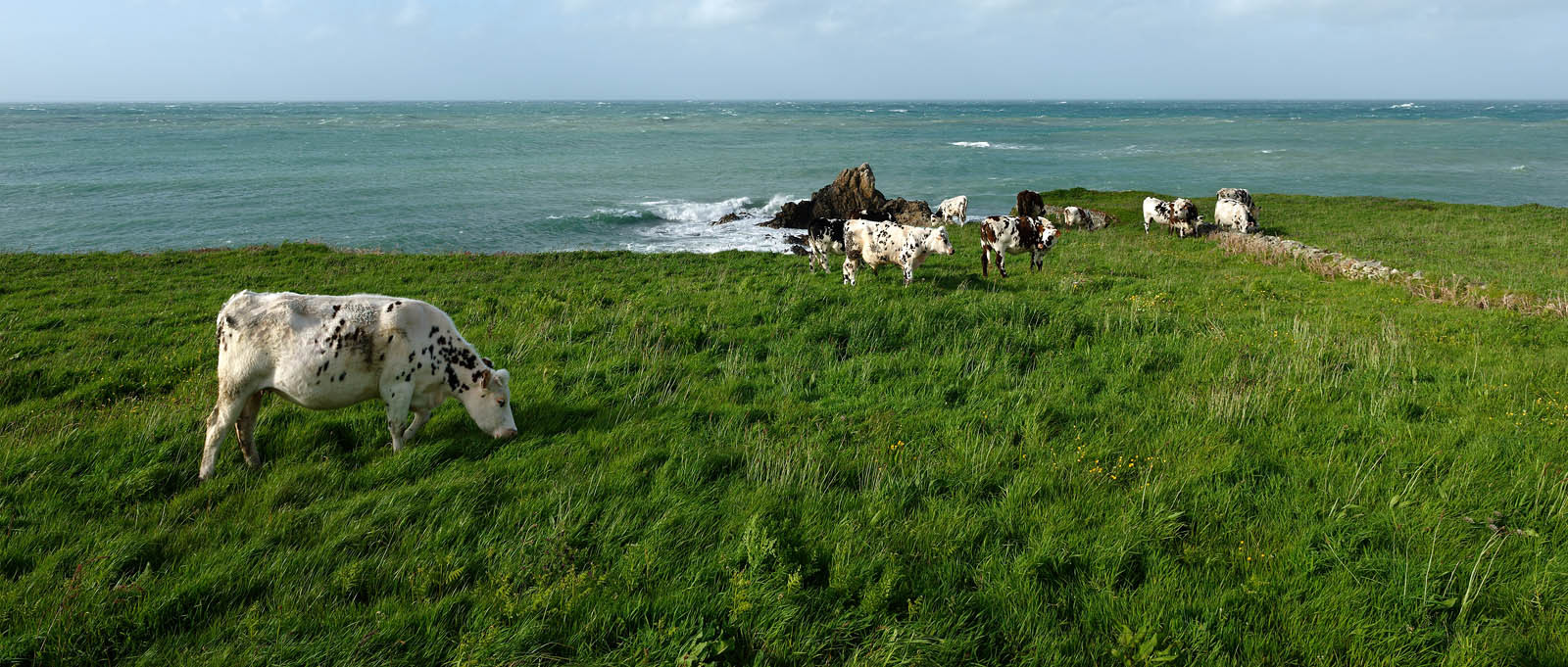 Cap de la Hague (Goury)