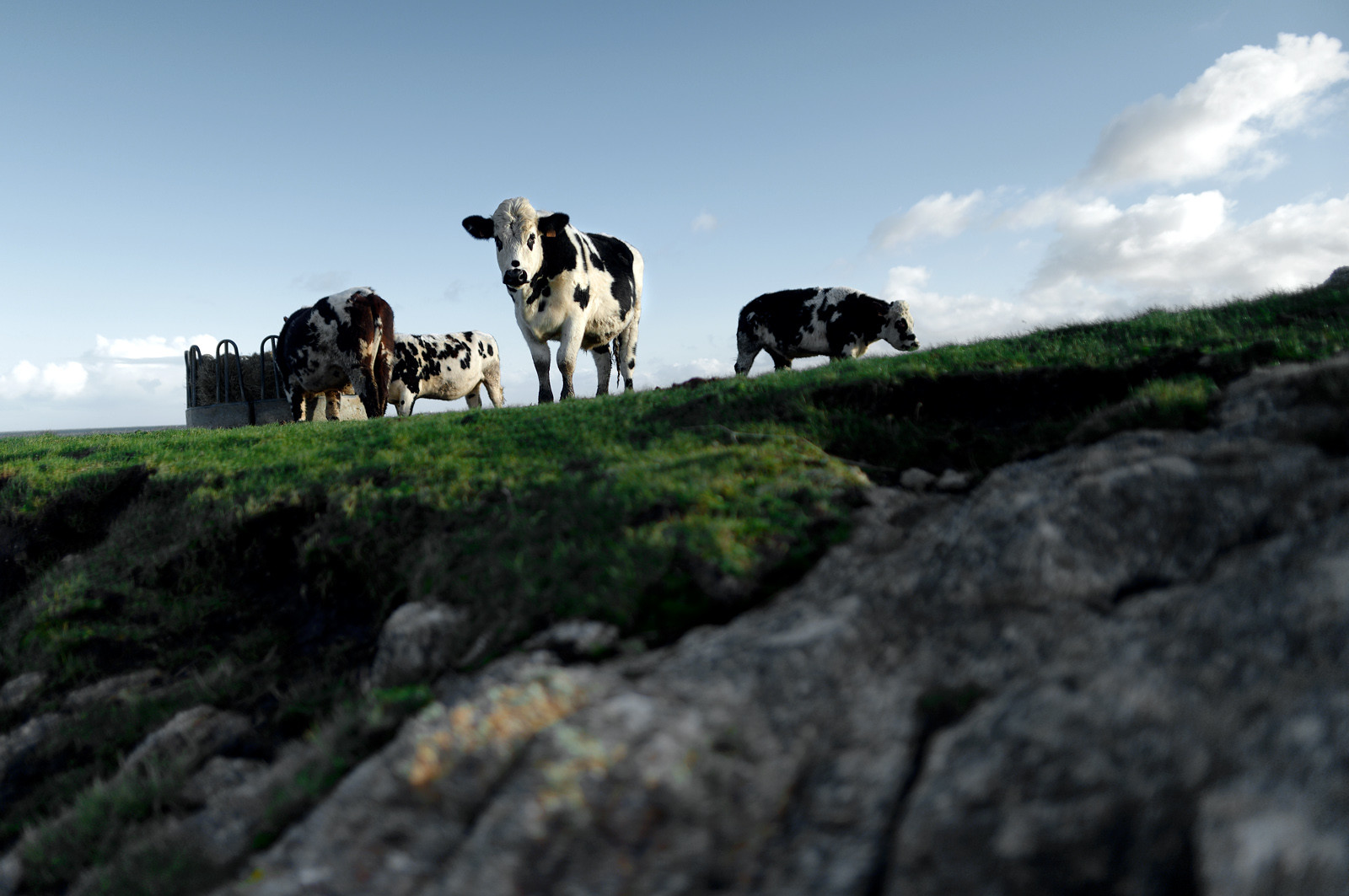 A l’ouest du Cotentin (Manche), la Hague est une terre de contrastes et de lumières, une région sauvage et préservée. Le mot Hague est un ancien terme dialectal normand. Il est issu du vieux norois qui signifie «enclos, terrain clos».La Hague présente un littoral varié : falaises abruptes (entre Urville-Nacqueville et Omonville-la-Rogue, et entre Auderville et Vauville), au pied desquelles se trouve une succession de baies, grandes plages (Urville-Nacqueville et à Vauville), d'îlots et platiers rocheux (cap de la Hague,pointe de Jardeheu..), des massifs dunaires (Biville), des grèves de galets (Anse Saint-Martin), des marais arrière-littoraux (Mare de Vauville) et des vallons boisés (Hubiland, Sabine…). La côte est également agrémentée de petits ports (Goury, le Houguet, Port Racine, Port du Hâble…) et de mouillages.La péninsule haguaise est principalement un pays de landes et de bocage, à l'intérieur des terres, formées de fougères, bruyères, genêts et ajoncs.