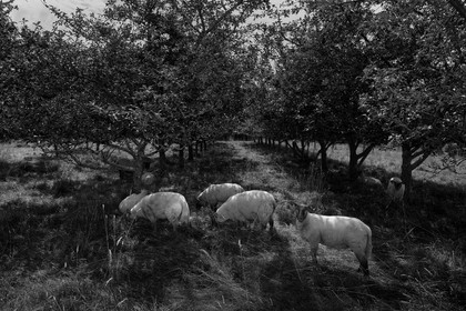 Les vergers du Clos Moulin