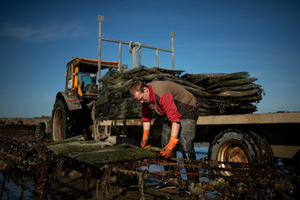 Les parcs à huîtres de Saint-Vaast-la-Hougue (Cotentin)