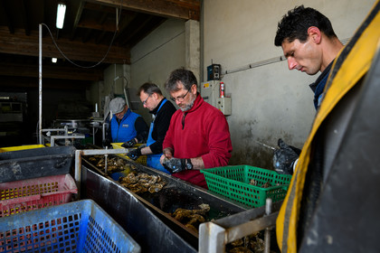 Les huîtres de Saint-Vaast-la-Hougue (Cotentin)