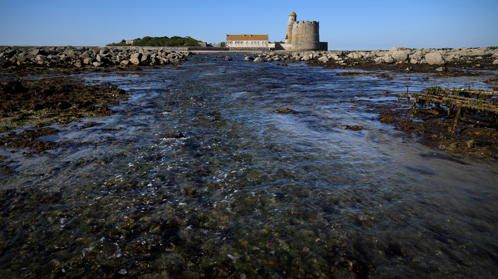 Les huîtres de Saint-Vaast-la-Hougue (Cotentin)