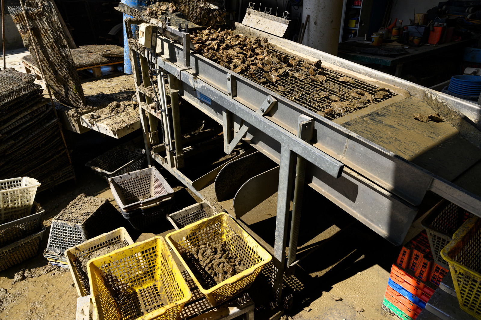 Les huîtres de Saint-Vaast-la-Hougue (Cotentin)