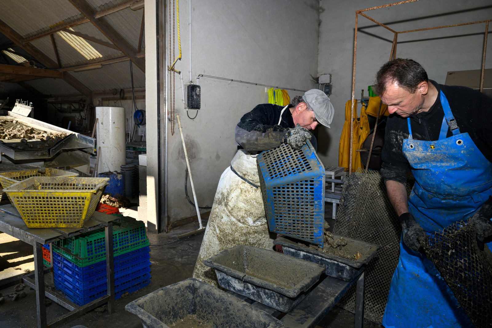 Les huîtres de Saint-Vaast-la-Hougue (Cotentin)