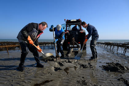 Les huîtres de Saint-Vaast-la-Hougue (Cotentin)