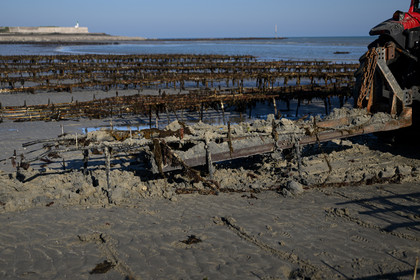 Les huîtres de Saint-Vaast-la-Hougue (Cotentin)